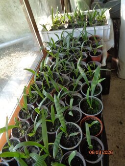 Mrazuvzdorná Palma konopná-palmičky - 4