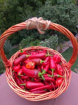 Sazenice chilli papriček - 4