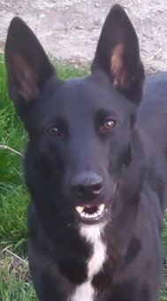 Belgický ovčák malinois - 4