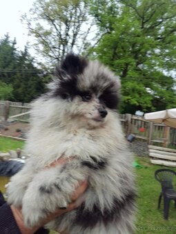 Pomeranian s PP - 4