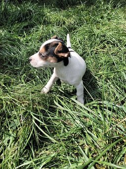 Jack Russell - 4