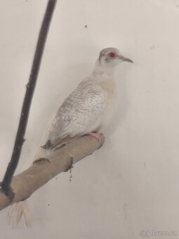 Holoubek diamantový - 4