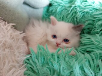 Ragdoll koťátko - 4