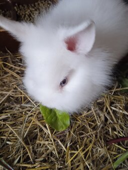 Teddy králík - 4
