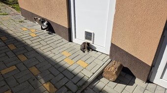 Daruji dvě koťátka - 4