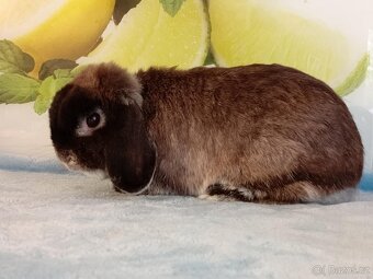 Sameček - Zakrslý Beránek MiniLop 🍑🧡🤍 - 4