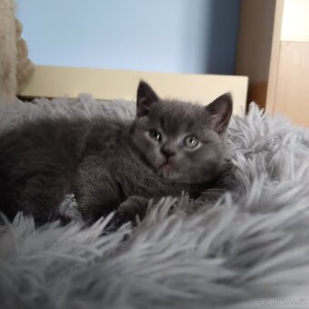 Britská koťata - 4