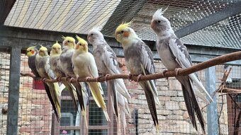 Korely chocholaté - 4