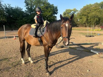 Elegantní klisna pro rekreaci či chov - 4