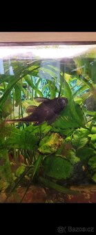 Prodám akvárium - 4