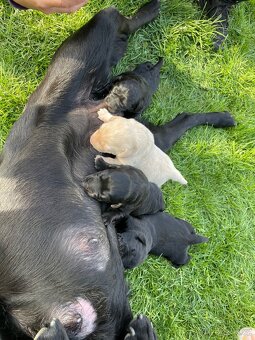 Labrador - štěnata - 4