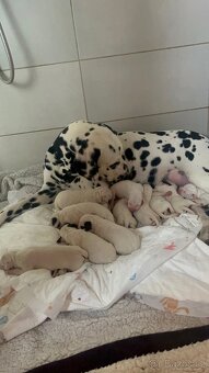 Dalmatin Štěně - 4