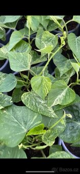 Ipomoea Batatas Povíjnice batátová - 4