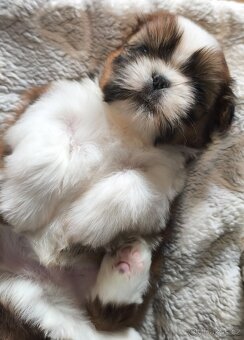 Štěňátka Shih-tzu s PP(shi-tzu, shihtzu) - 4