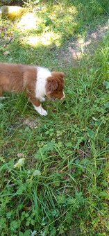 Border kolie - 4