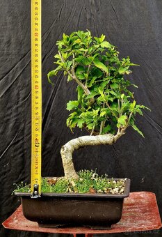 Bonsai, Bonsaj -Ibisek syrsky 2 - 4