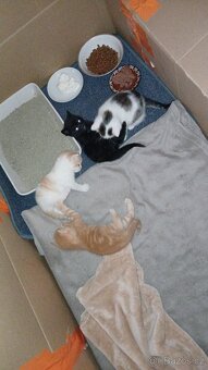 Koťátka  Britská modrá - 4