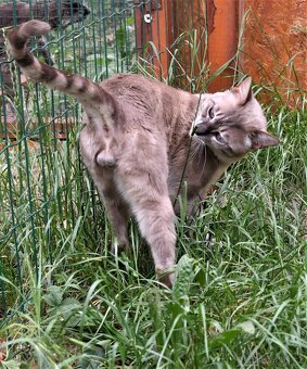 Bengálská kočka - kastrovaný kocour s PP - 4