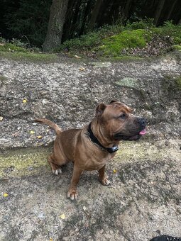 schanim fenu ke kryti - 4