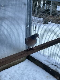 Koburský skřivan - 4