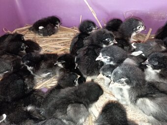 Nasadova vejce marans Brno - 4