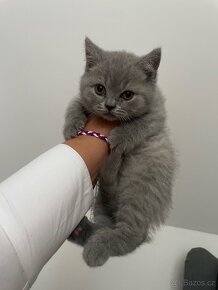 Britská modrá krátkosrstá kočka - koťata s PP - 4