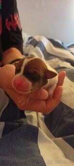 Štěňata Jack Russell teriér - 4