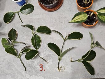 Pokojová rostlina - hoya různé - 4