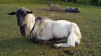 Geneticky bezrohý kozlík po alpském kozlovi - 4