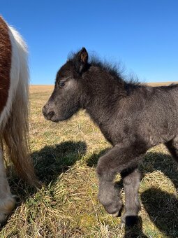 Minihorse hřebeček - 4