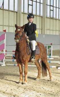 9ti-letý sportovní pony valášek - 4