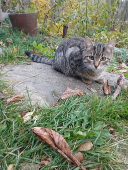 Daruji 3 "mušketýry" - 4