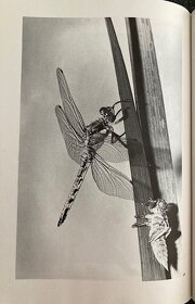 OBRÁZKY Z ŘÍŠE HMYZU - 4