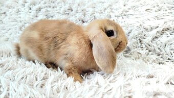 Zakrslý beránek, králíček, králík - JAYDEN - 4