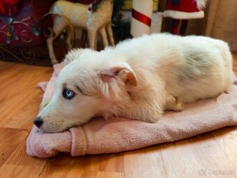 AUSTRALSKÝ OVČÁK ŠTĚŇÁTKO - 4