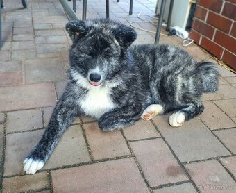 Akita inu štěně s průkazem původu, žíhaná fenka - 4