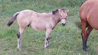 Nabízím QH klisnu a QH hrebecka s PP - 4