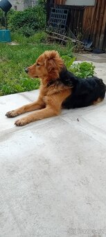 Daruji pejska - 4