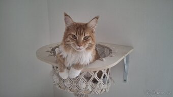 Mainské mývalí kočky s PP - 4