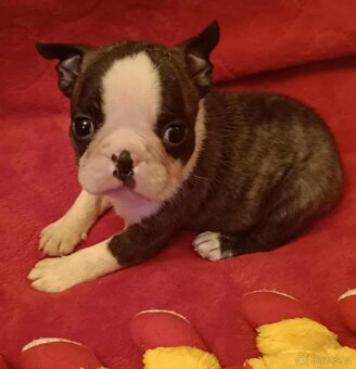 Boston,Bostonský teriér,Boston Terrier s PP - 4