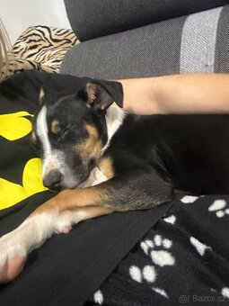 Štěně do dobrého domova - 4