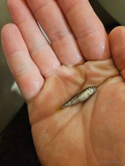 Prodám plůdek pstruha duhového - 4