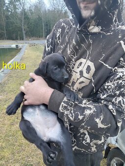 Poslední Vánoční štěňátka - 4