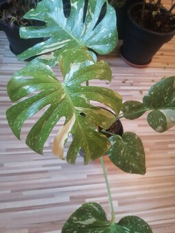 Monstera Thai Constellation - 4