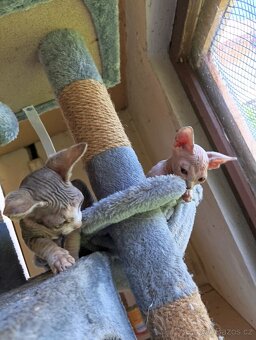Sphynx koťátka - 4