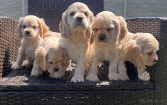Americky Kokerspaniel-steniatka - 4