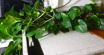PRODÁM POTHOS (EPIPREMNUM AUREUM) - 4
