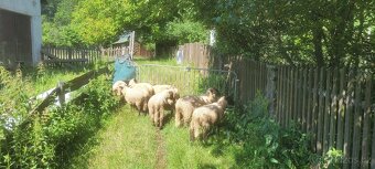 Ovce Suffolk - 4