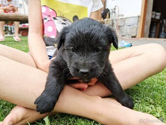 Štěňata křížence husky x labradora - 4