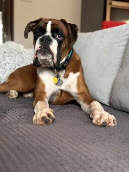 Prodáme ročního německého boxera - 4
